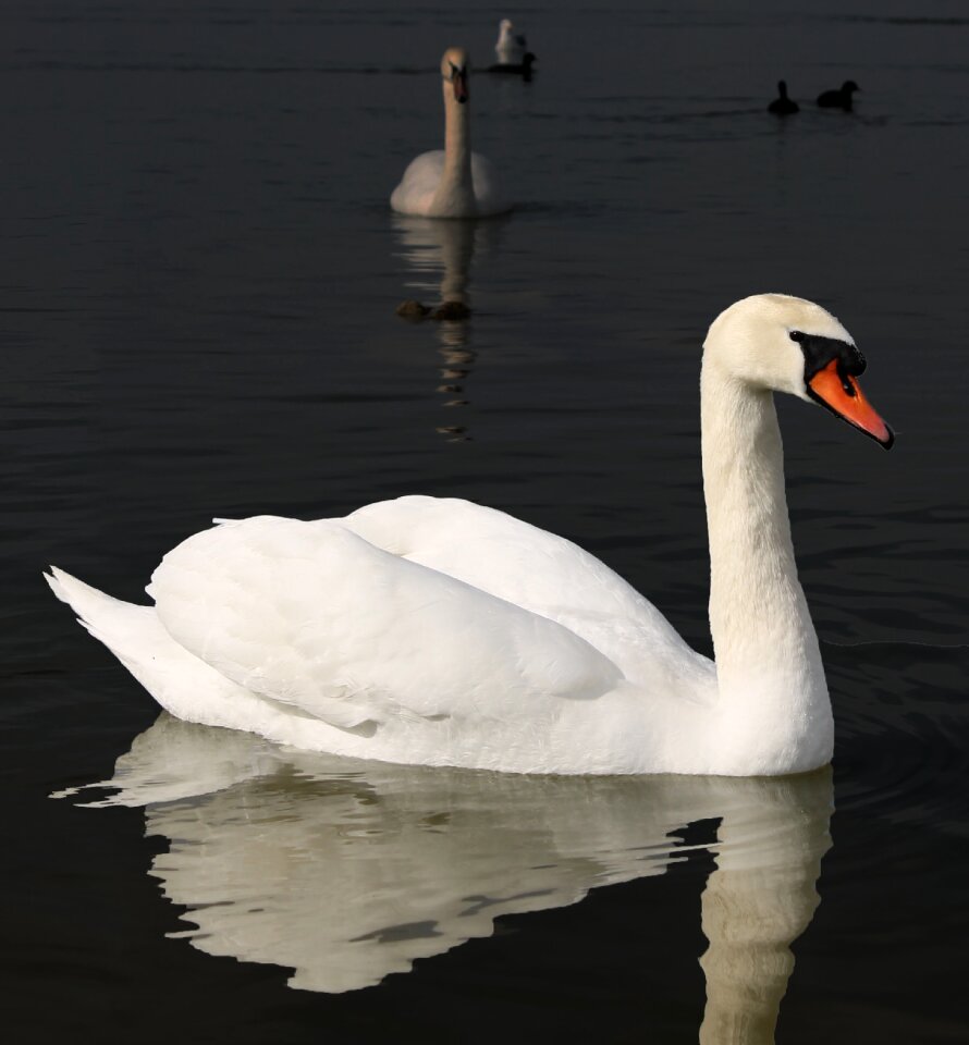 White swan bird mirror reflection