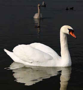 White swan bird mirror reflection