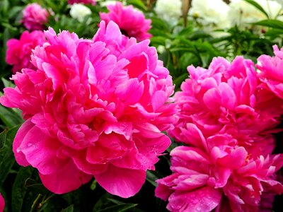Bloom rose peony