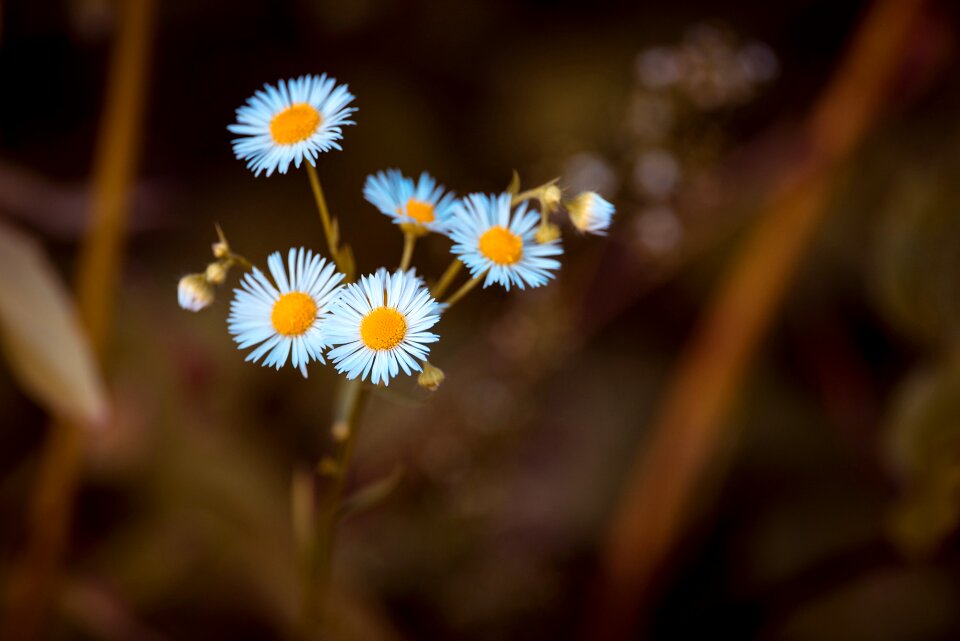 Korbblülter asteraceae flower