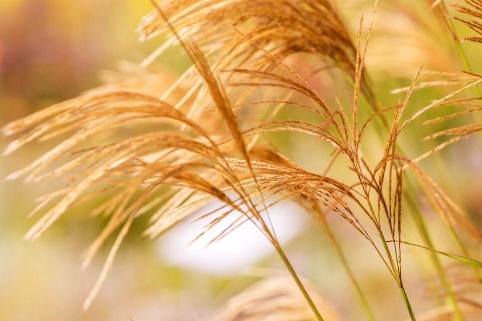 Garden summer blades of grass