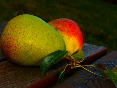 Leaves evening light fruits