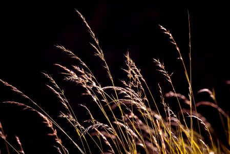 Meadow plant close up