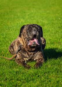 Cane corso dog lying photo