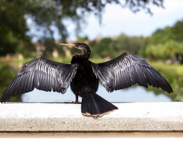 Beak seabird taking flight