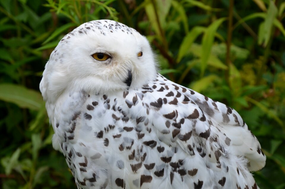Bird falconry bird of prey