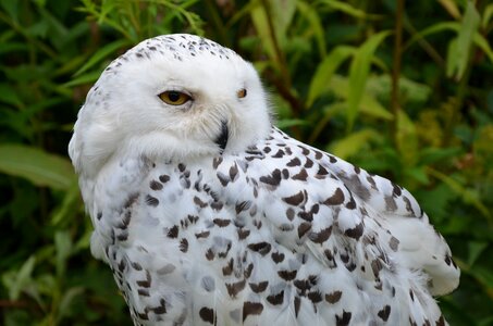 Bird falconry bird of prey photo