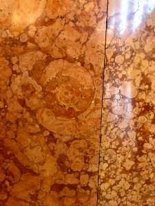 Marble Fossil, Cincinnati Union Terminal, Queensgate, Cinc… 