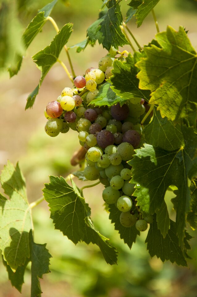 Winegrowing vineyards green grapes