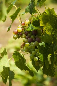 Winegrowing vineyards green grapes