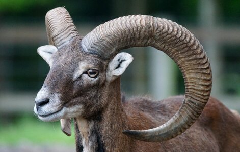 Mammal male aries