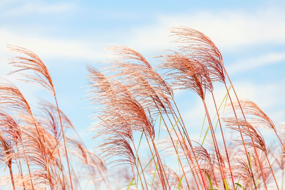 Cornfield summer plant