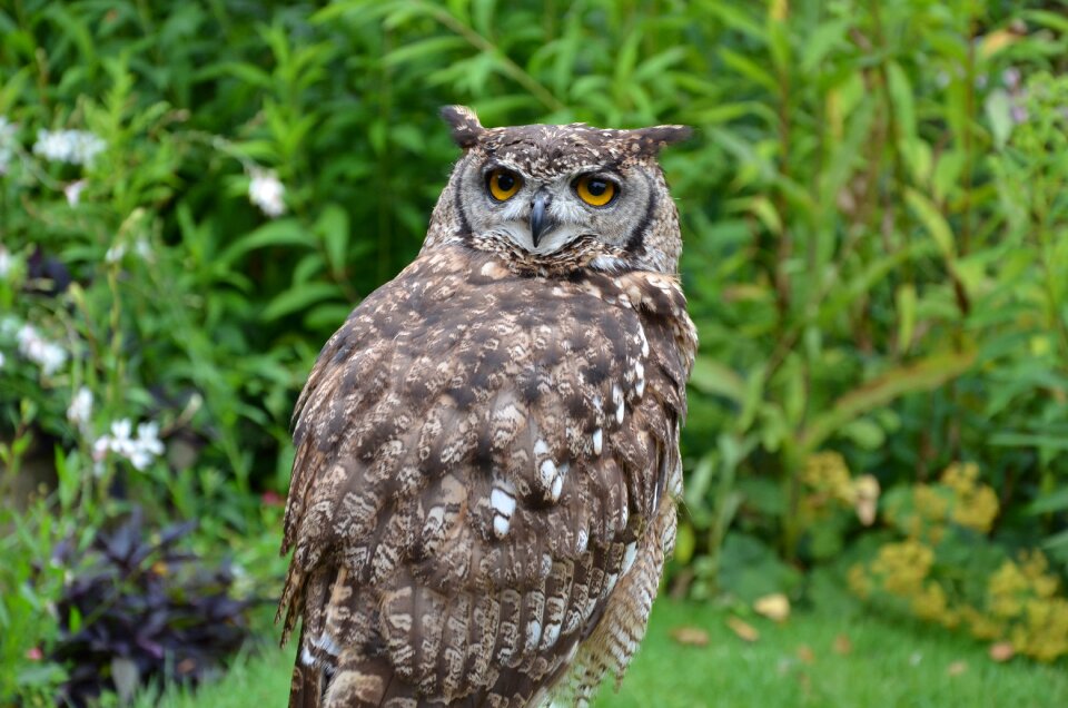 Bird bird of prey green owl