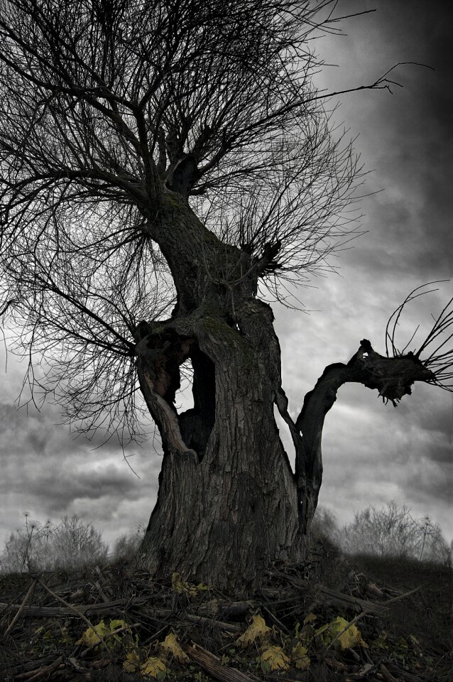 Old tree nature anxiety