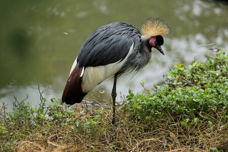 Bird crane pet