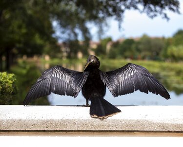 Beak seabird taking flight