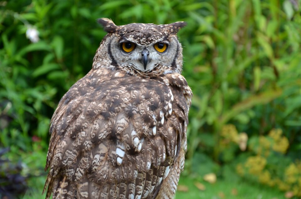 Bird bird of prey green owl