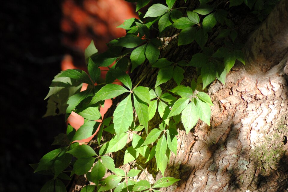 Green leaf nature