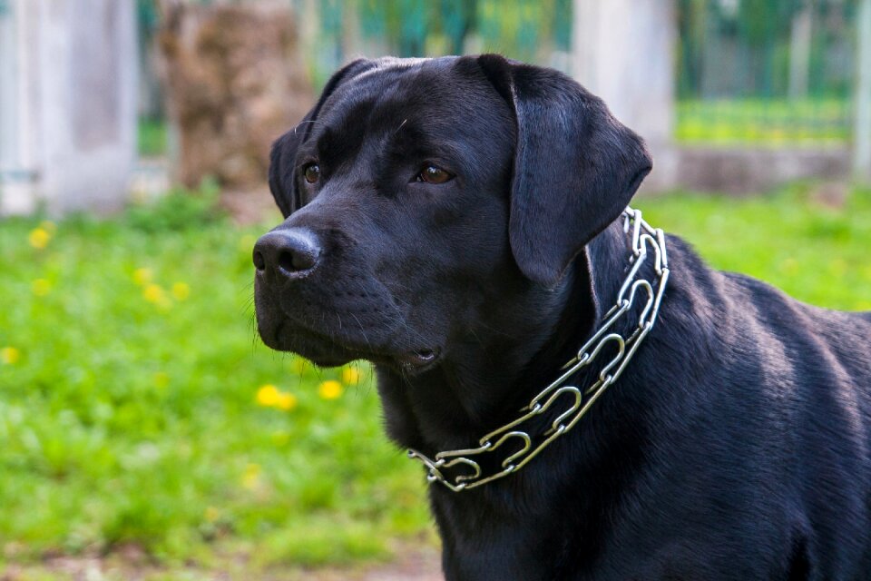 Labrador animals sam