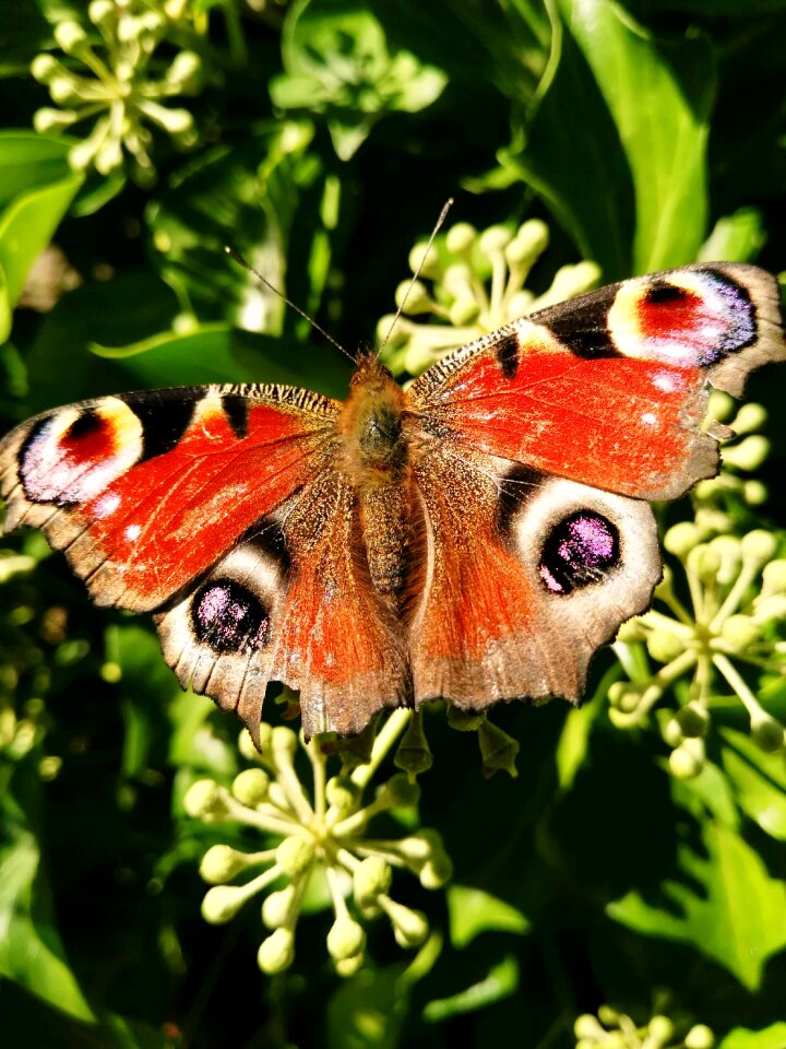 Colourful butterfly summer