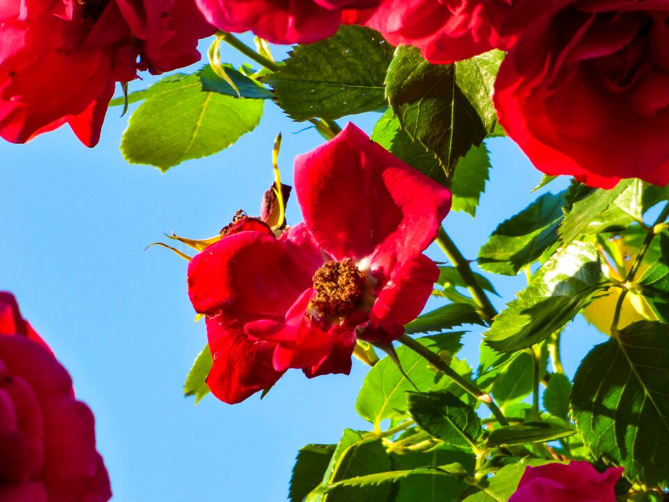 Red rose summer flower red