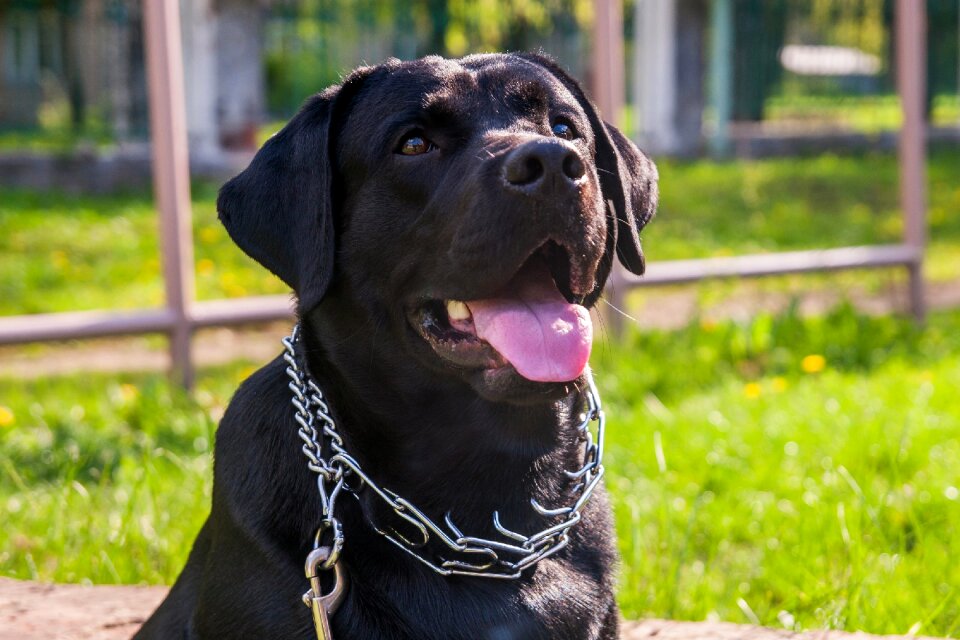 Labrador animals sam