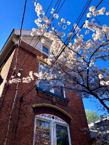 Blossoming Tree, Bishop Street, Corryville, Cincinnati, OH… 