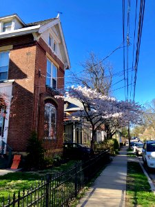 Blossoming Tree, Bishop Street, Corryville, Cincinnati, OH… 