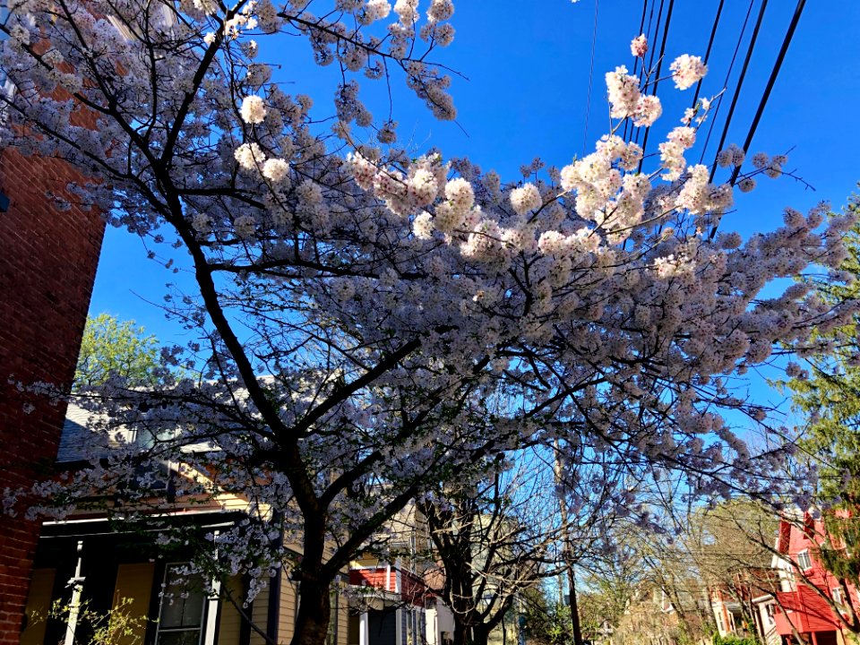 Blossoming Tree, Bishop Street, Corryville, Cincinnati, OH… 