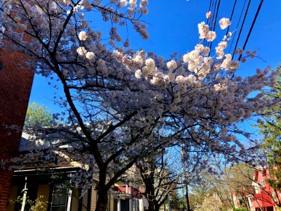 Blossoming Tree, Bishop Street, Corryville, Cincinnati, OH… 