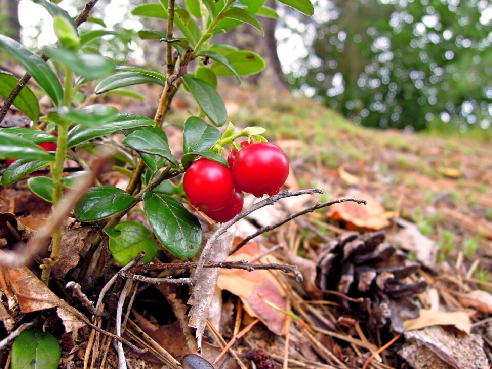 Nature plant finnish