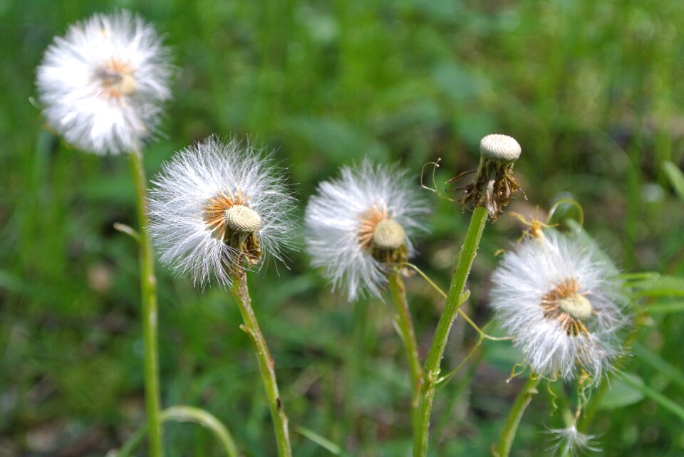 Spring nature weed
