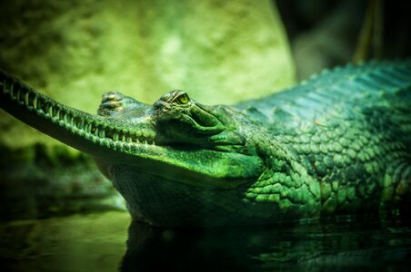 Crocodile dangerous predator photo