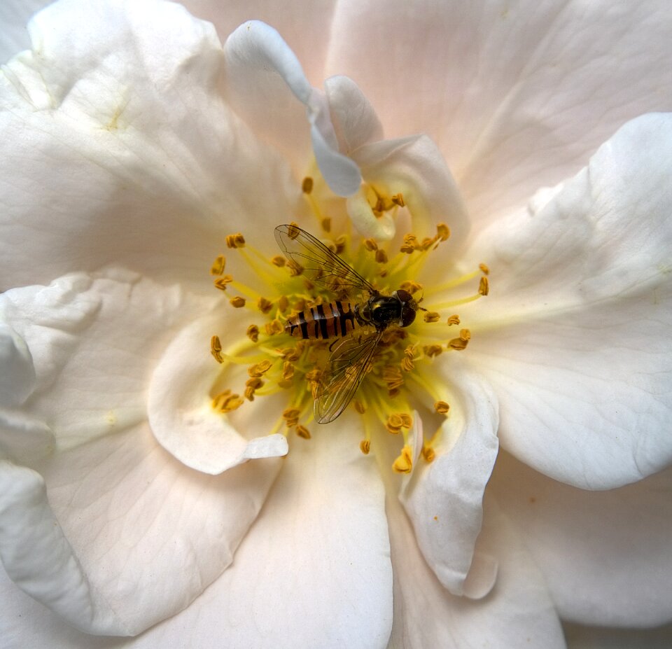 Bloom standing fly schwirrfliege