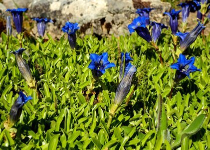Blue alpine flower mountain flower photo