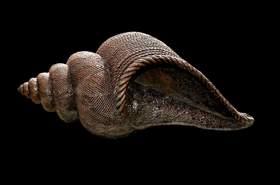 Nature seashell marine
