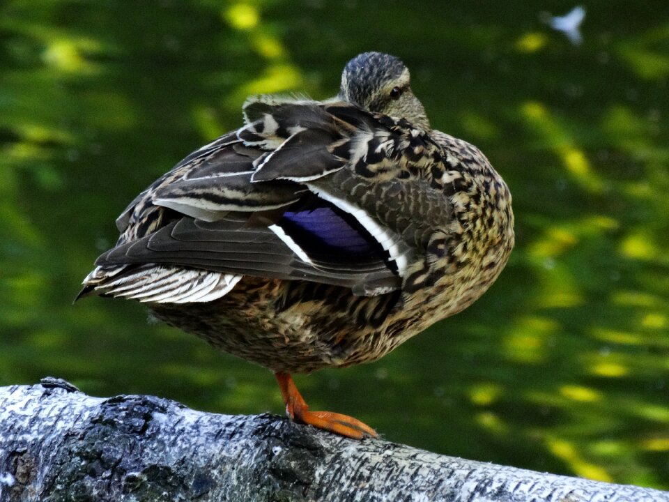 Water bird wild birds wild ducks