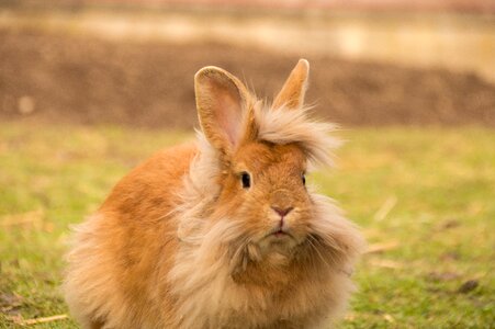 Cute fur animal