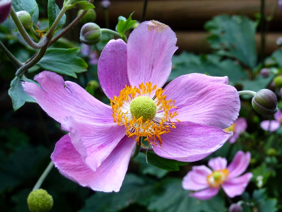 Flower garden autumn pink