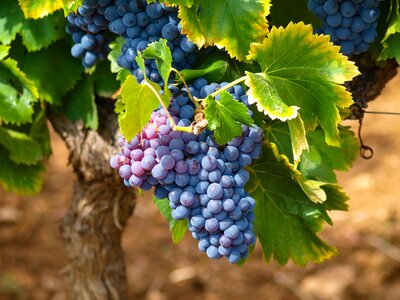 Grape vine leaves bunch of grapes photo