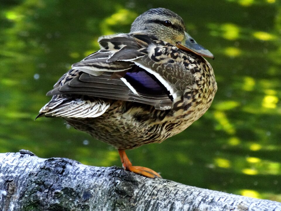 Wild ducks water bird wild birds