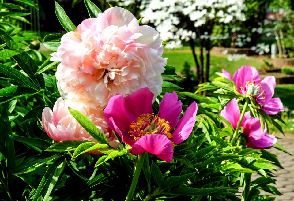 Bloom bloom rose
