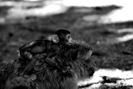 Monkey mountain salem animal wild animal