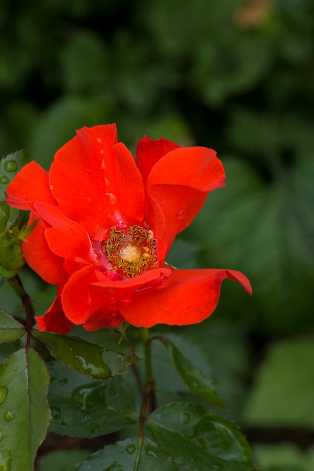 Blossom bloom open
