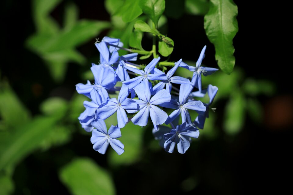 Flowering blue plant
