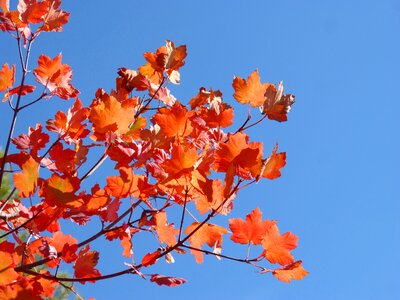 Sky beauty fall color