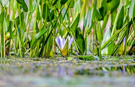 Bloom purple aquatic plant