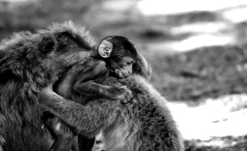 Monkey mountain salem animal wild animal