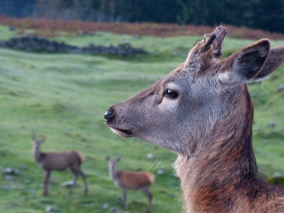 Nature forest young deer