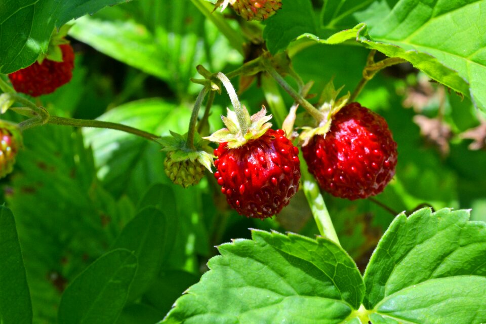 Fruit healthy vitamins